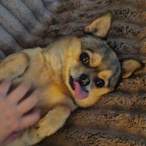 Chihuahua Taco