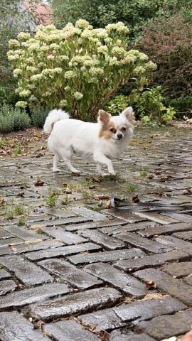 Chihuahua Boris