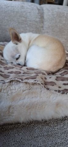 Chihuahua Pebbles