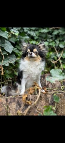 Chihuahua Bo