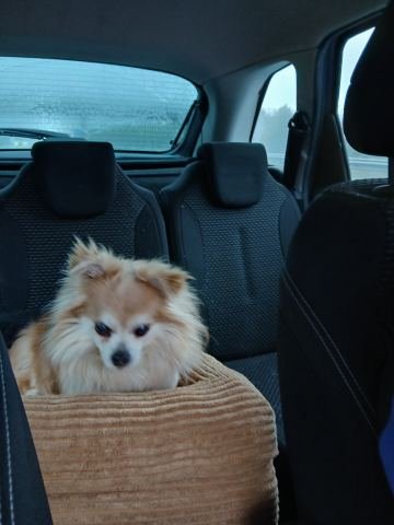Chihuahua Bentley