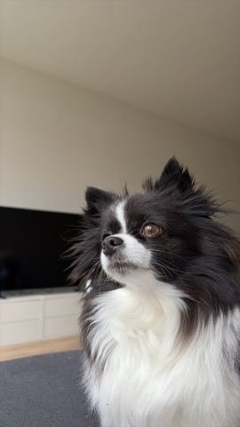 Chihuahua Baby Yoda