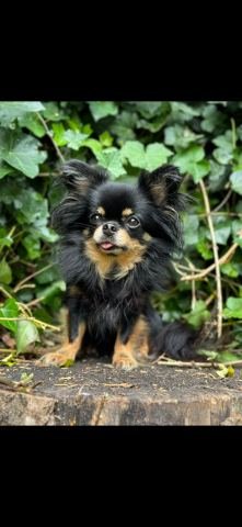 Chihuahua Luna
