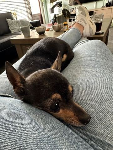 Chihuahua Boedha