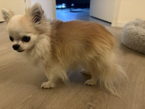 Chihuahua Chica