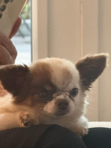 Chihuahua Ira