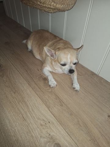 Chihuahua Maan