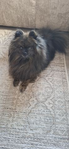 Chihuahua Lisa